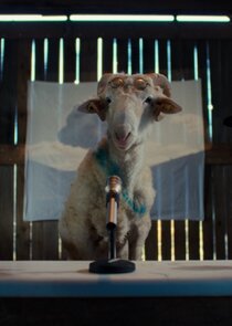 Sheep