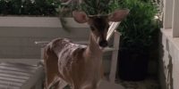 Everwood 1.05