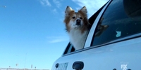Fargo 1.02